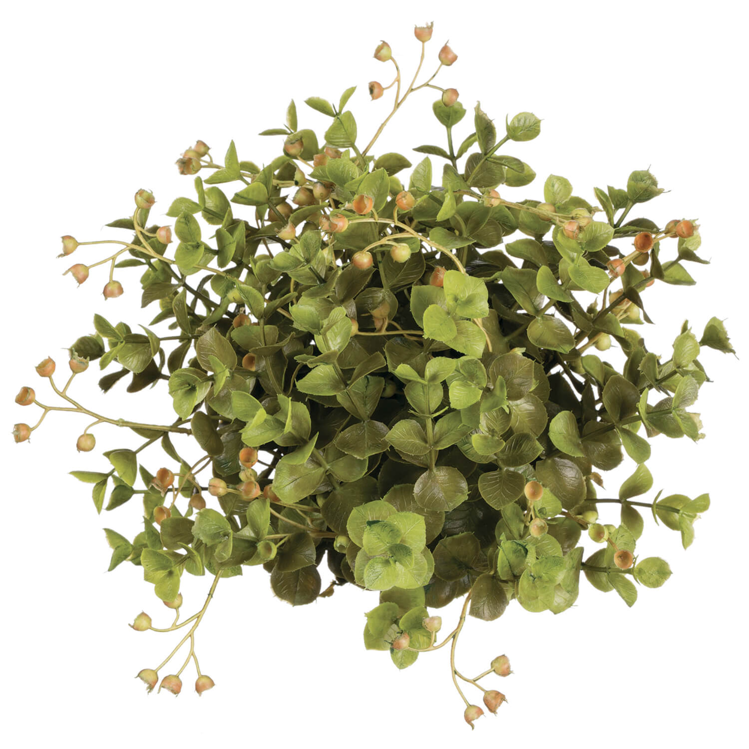 Sullivans Eucalyptus Orb 01931