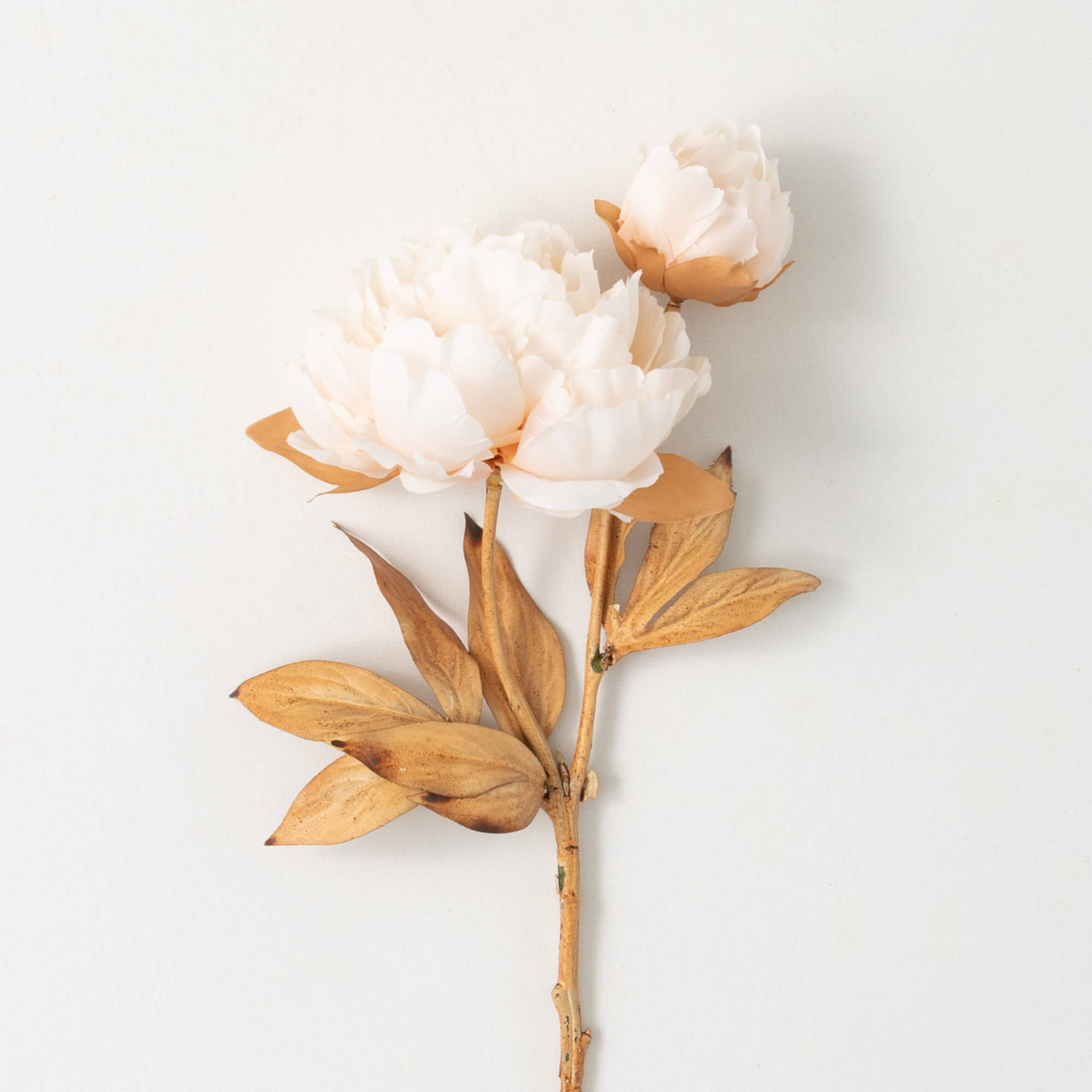 Sullivans Classic Cream Peony GA1570CR